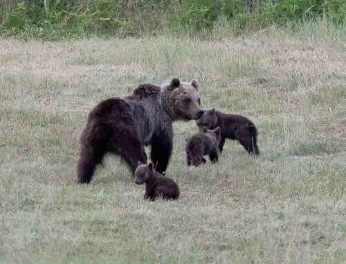 アマレナのクマが殺害、ペッシーナ（Aq）で2000人以上が路上で正義を要求