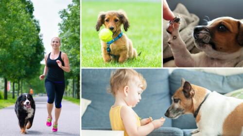 世界犬の日、だから8月26日なのです