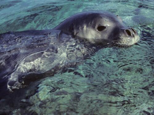 リグーリア海とその周辺地域でモンクアザラシを探して