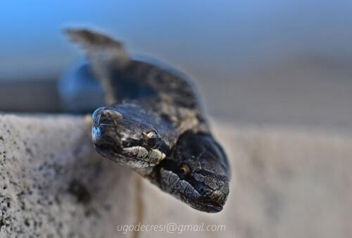 リグーリア州で発見された双頭のヘビ