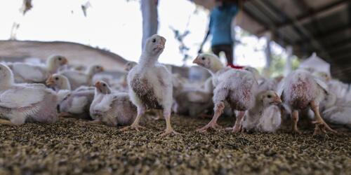 成長の早い鶏の繁殖をやめる時期が来た理由