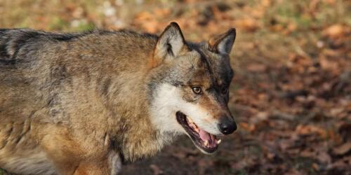 最初はクマ、そして今度はオオカミです。トレンティーノ・アルト・アディジェは自然との戦いに直面している