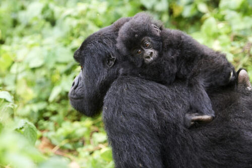 過去50年間で、私たちは野生動物の73％を失いました