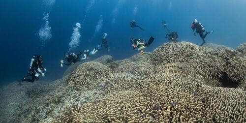 ソロモン諸島で世界最大のサンゴが発見される