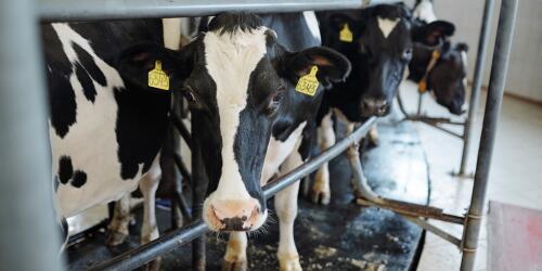 A Dinamarca tributará as emissões provenientes da agricultura e da pecuária.É a primeira vez no mundo