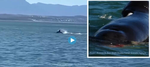 Uma orca ataca um grande tubarão branco e o mata em dois minutos:"Então ele comeu o fígado."A cena nunca filmada antes – O vídeo