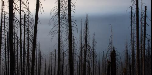 Combater todos os incêndios florestais garante que os grandes incêndios sejam mais extremos e possam prejudicar a capacidade das florestas de se adaptarem às mudanças climáticas