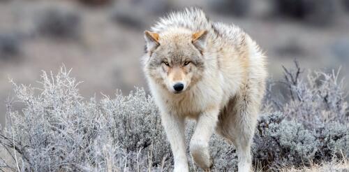 Após uma ausência, os lobos cinzentos retornaram ao Colorado. Veja como a reintrodução desse predador de ponta afetará as presas e as plantas