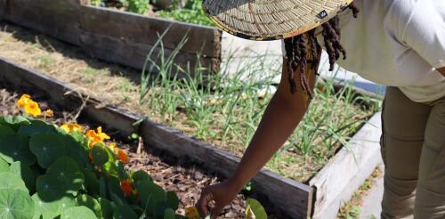 A agricultura urbana não é o que parece, mas essas práticas recomendadas podem transformar jardins e fazendas urbanas