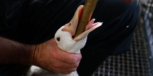 Foie gras:Novas imagens mostram por que a alimentação forçada deve ser abolida