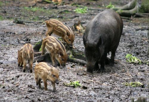 Muitos javalis na Ligúria, o "bônus" está aqui para abatê-los