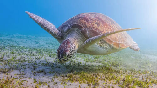 A rotina alimentar das tartarugas marinhas verdes:eles retornam à mesma área do Mediterrâneo para se alimentar há 3.000 anos