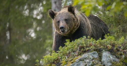 O MASE decidiu:o urso Jj4 irá para a Romênia