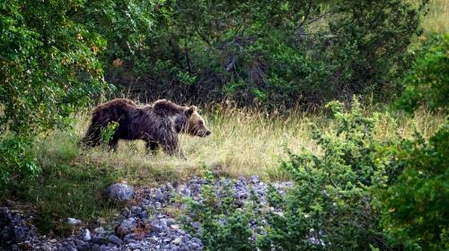 A Província de Trento não para:decidiu matar outro urso