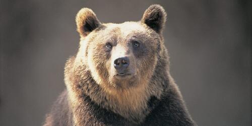 O urso Kj1 foi morto.Ordem do presidente Fugatti cumprida