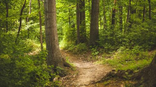 Bosques, árvores e caminhos para se sentir bem (mesmo depois do câncer):é terapia florestal, é assim que funciona