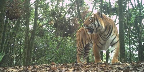 Índia expulsa nativos para salvar tigres:400 mil fora de casa