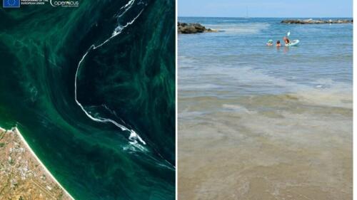 Meados de agosto com mucilagem no Mar Adriático, o especialista:“Superar o pior”