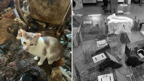 Confinados no escuro entre excrementos e carcaças:83 gatos recuperados em Brescia