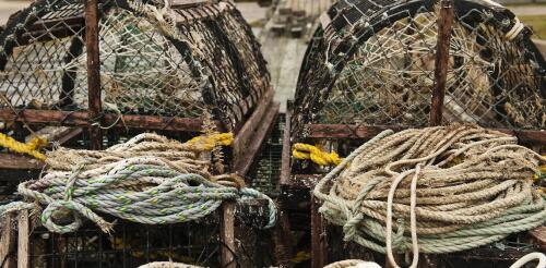 Lagostas versus baleias francas:O capítulo mais recente de uma longa busca para tornar a pesca mais sustentável