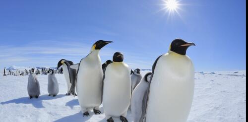 Os pinguins-imperadores recebem proteção da Lei das Espécies Ameaçadas – com 98% das colônias em risco de extinção até 2100, será que isso pode salvá-los?