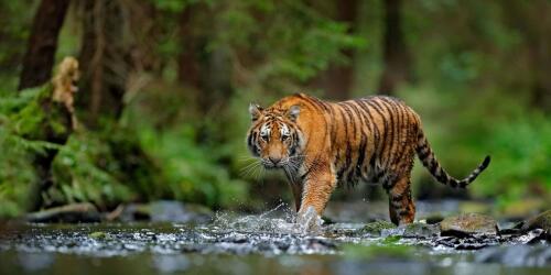 Tigres “retornam” ao Cazaquistão após 70 anos