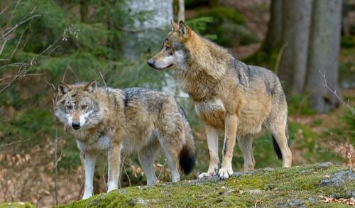 A UE diminui a proteção dos lobos com o voto favorável do governo italiano