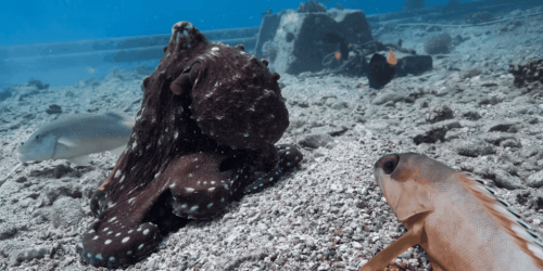 Unidade é força:polvos socializam com peixes para caçar juntos