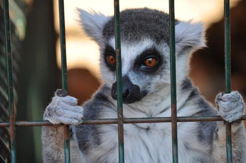 Tráfico de animais:apreensão maxi na Tailândia confirma a extensão do comércio ilegal