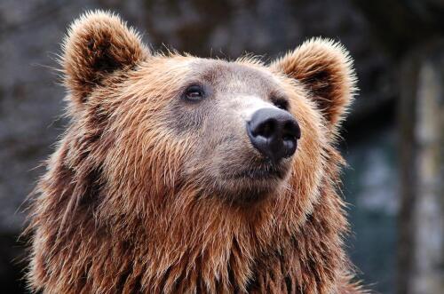 Turista atacado em Trentino, Fugatti ordena a morte do urso KJ1