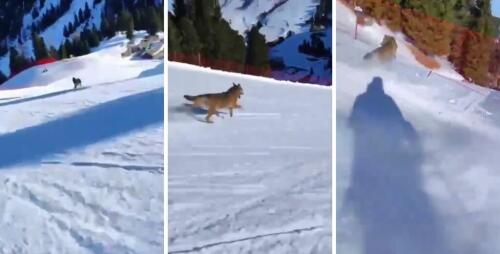 ВИДЕО | Волк на горнолыжном склоне, видео лыжника.Энпа сообщает:«Он преследовал его»